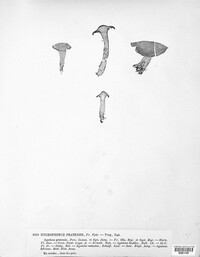 Cuphophyllus pratensis image